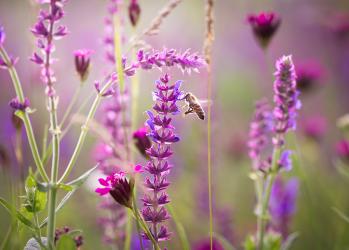 lavendel
