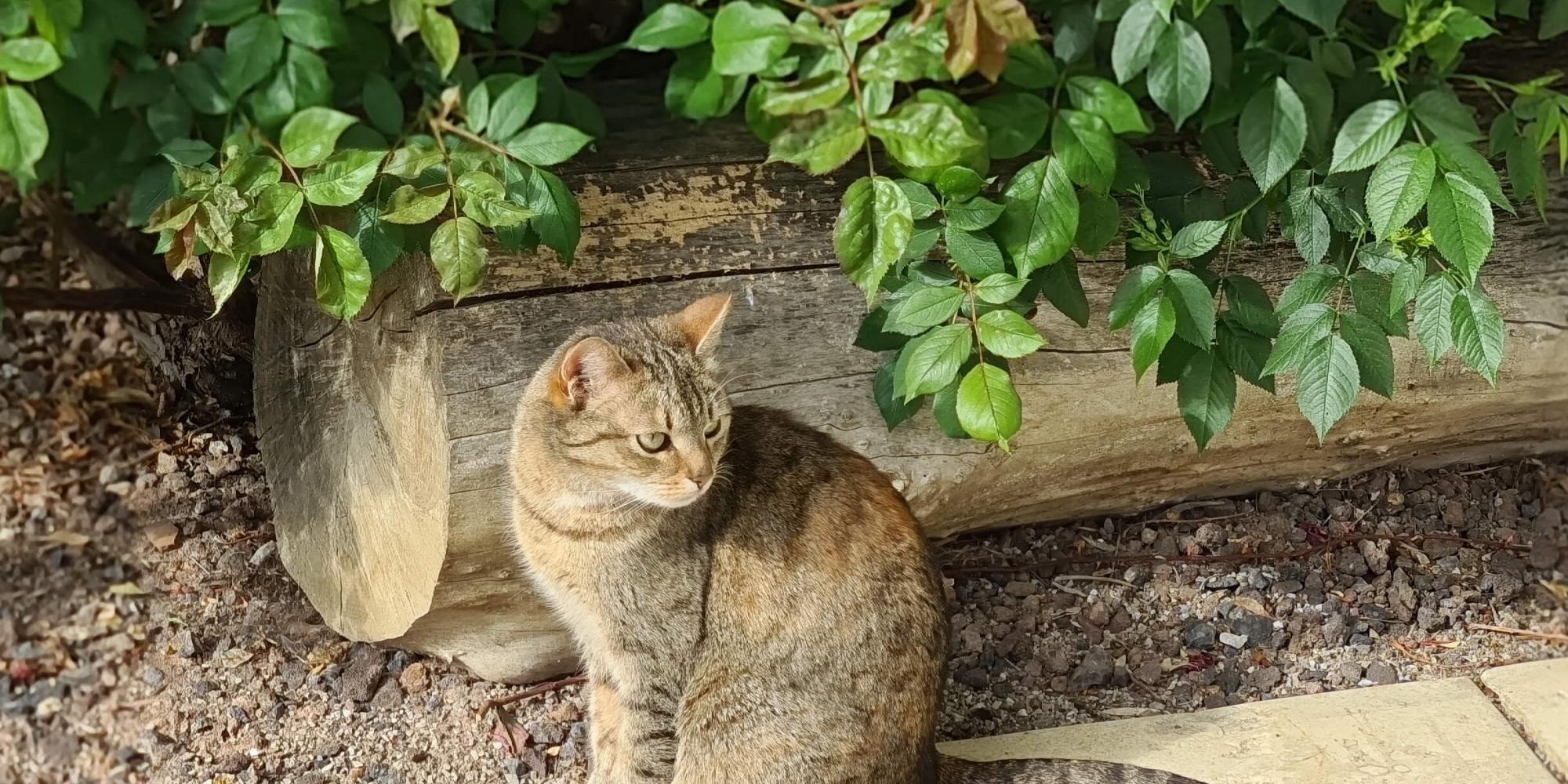 Katze Mimi