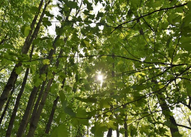 Treetops