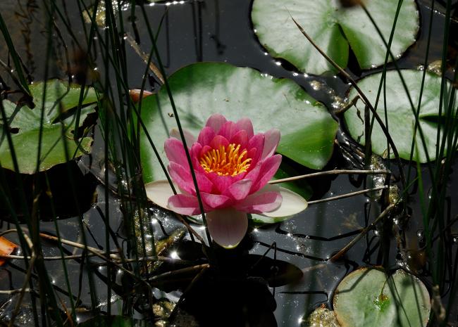 Seerose